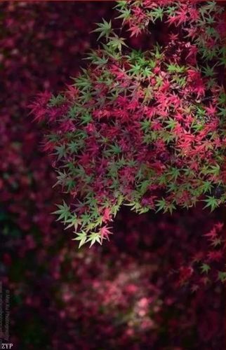 世界风景区排行榜(国内必去的景点排行榜)插图46