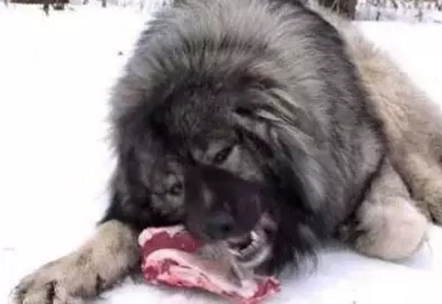 中大型犬排行榜(中型犬品种大全 排名)插图5