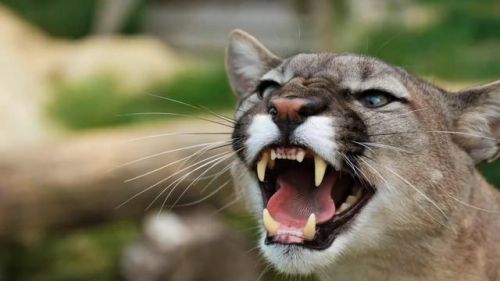 最强的猫科动物排行榜(所有猫科动物实力排名)插图29