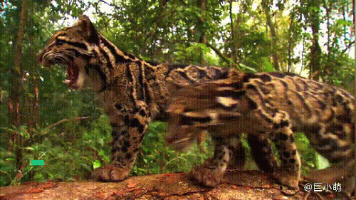 最强的猫科动物排行榜(所有猫科动物实力排名)插图8