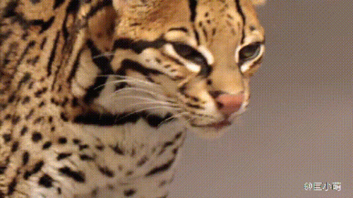 最强的猫科动物排行榜(所有猫科动物实力排名)插图20