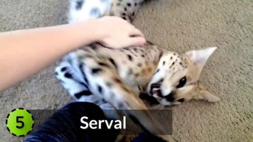 最强的猫科动物排行榜(所有猫科动物实力排名)插图13