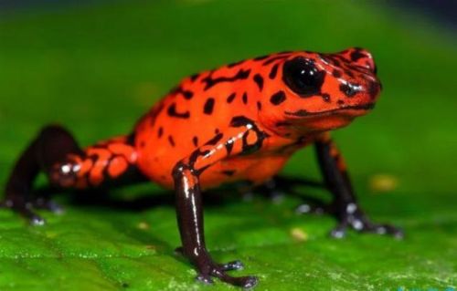 十大最毒动物排行榜(毒性最强的第一名是谁)插图