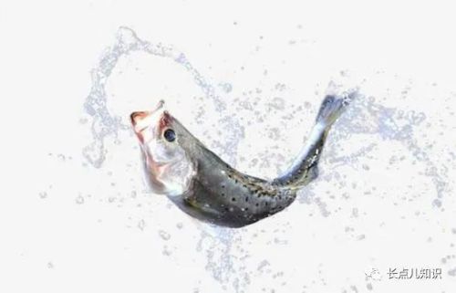 十大观赏鱼价格排行榜(世界十大最贵的鱼排名)插图6 十大观赏鱼价格排行榜(世界十大最贵的鱼排名)插图6