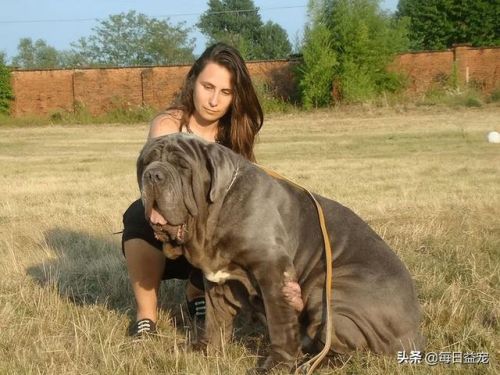 世界十大禁犬排行榜(中国十大禁养犬分别是)插图10 世界十大禁犬排行榜(中国十大禁养犬分别是)插图10