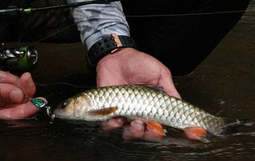 中国最好吃的鱼排行榜(十大营养价值最高的鱼)插图