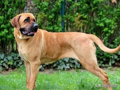 世界十大禁犬排行榜(中国十大禁养犬分别是)插图1 世界十大禁犬排行榜(中国十大禁养犬分别是)插图1