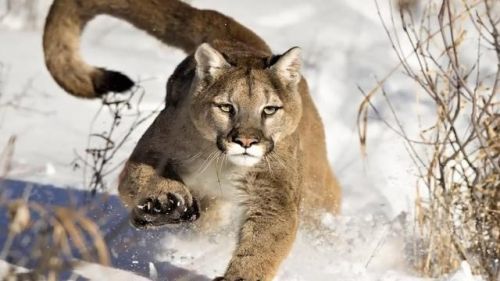 最强的猫科动物排行榜(所有猫科动物实力排名)插图28