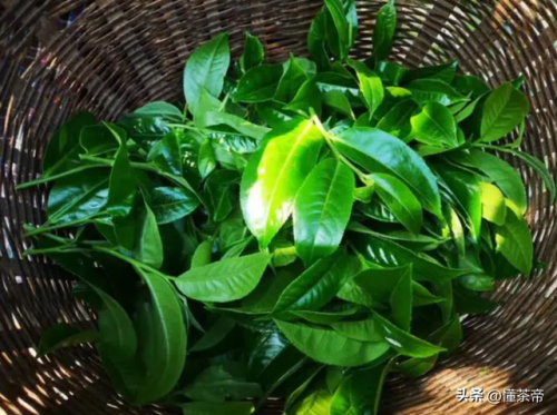 最贵的普洱茶叶排行榜(最贵的普洱茶多少钱一饼)插图