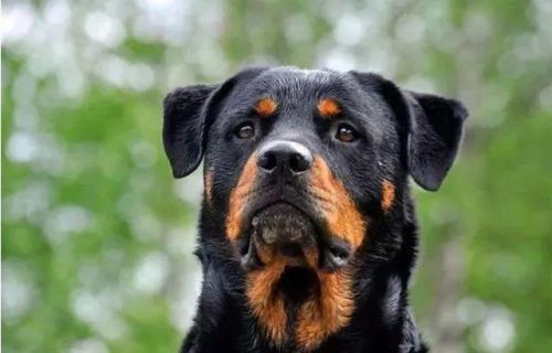 十大忠诚犬排行榜(凶猛又忠诚的大型犬)插图9