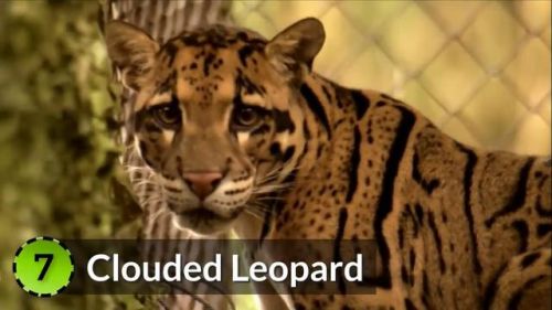 最强的猫科动物排行榜(所有猫科动物实力排名)插图7