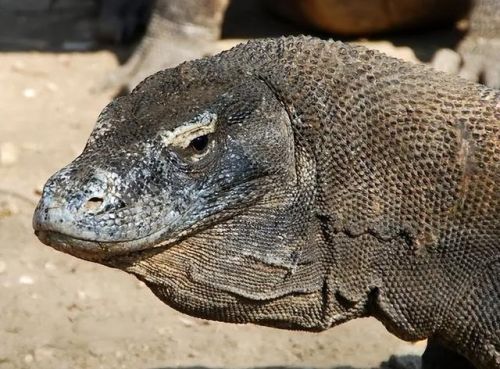 史上最大的动物排行榜(世界上最大的动物 前十名)插图16 史上最大的动物排行榜(世界上最大的动物 前十名)插图16