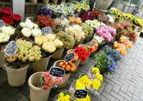 北京花店加盟店排行榜(加盟花店哪个品牌好)插图3 北京花店加盟店排行榜(加盟花店哪个品牌好)插图3