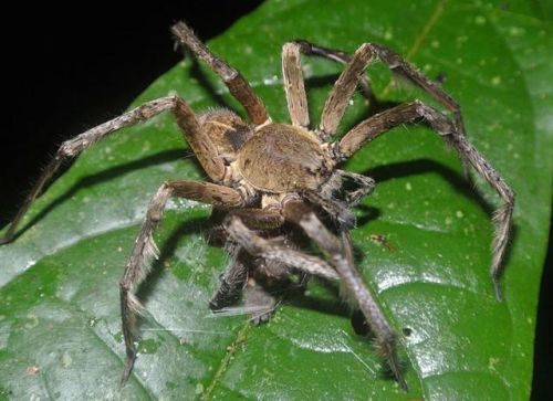 十大毒蜘蛛排行榜(中国十大最毒的蜘蛛)插图7