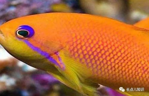 十大观赏鱼价格排行榜(世界十大最贵的鱼排名)插图5 十大观赏鱼价格排行榜(世界十大最贵的鱼排名)插图5