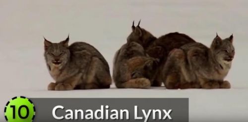 最强的猫科动物排行榜(所有猫科动物实力排名)插图