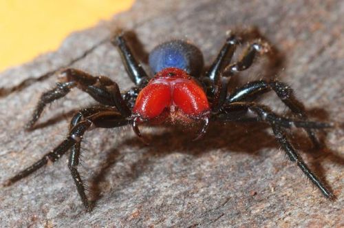 十大毒蜘蛛排行榜(中国十大最毒的蜘蛛)插图8