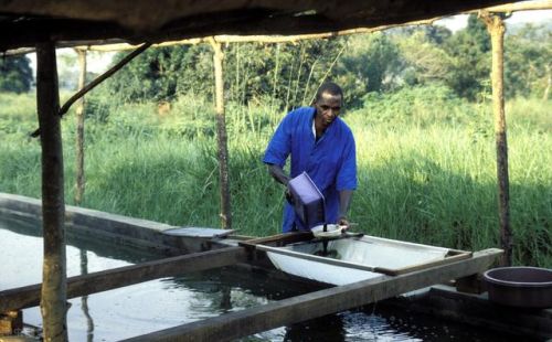 木薯排行榜(木薯有几种品种图片)插图8