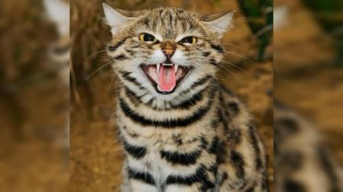 最强的猫科动物排行榜(所有猫科动物实力排名)插图12