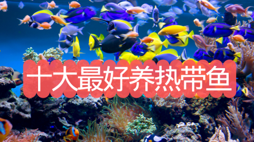 最好养的热带鱼排行榜(十大好养的大型热带鱼)插图 最好养的热带鱼排行榜(十大好养的大型热带鱼)插图