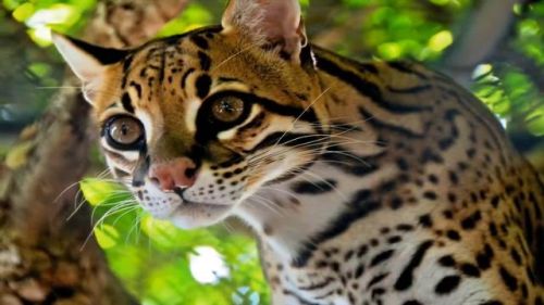 最强的猫科动物排行榜(所有猫科动物实力排名)插图22