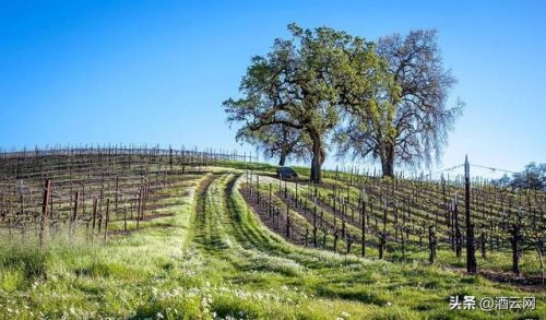 红酒价格排行榜前十名(十大红酒价格表)