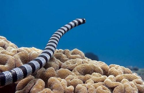 世界毒蛇排行榜前100名(世界上唯一没有血清的蛇)插图