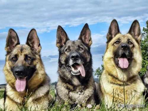 世界十大禁犬排行榜(中国十大禁养犬分别是)插图8 世界十大禁犬排行榜(中国十大禁养犬分别是)插图8