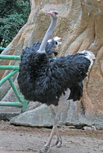 史上最大的动物排行榜(世界上最大的动物 前十名)插图4 史上最大的动物排行榜(世界上最大的动物 前十名)插图4