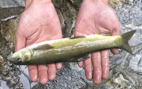 中国最好吃的鱼排行榜(十大营养价值最高的鱼)插图7