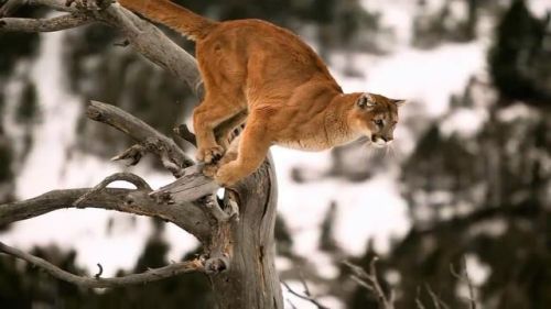 最强的猫科动物排行榜(所有猫科动物实力排名)