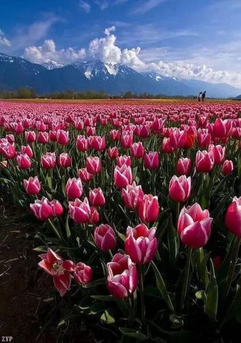 世界风景区排行榜(国内必去的景点排行榜)插图19