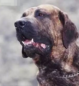 中大型犬排行榜(中型犬品种大全 排名)插图7