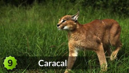 最强的猫科动物排行榜(所有猫科动物实力排名)插图3