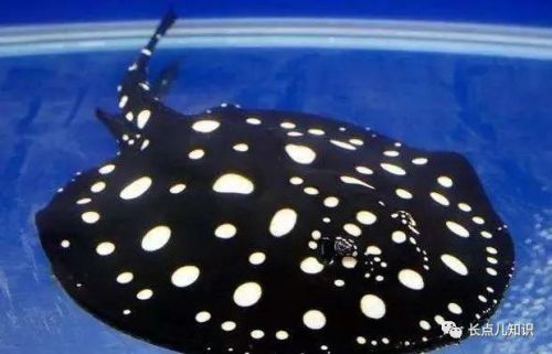 十大观赏鱼价格排行榜(世界十大最贵的鱼排名)插图2 十大观赏鱼价格排行榜(世界十大最贵的鱼排名)插图2