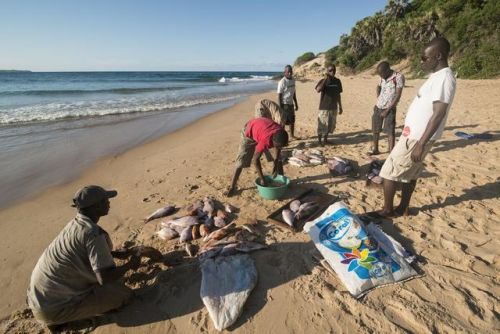 木薯排行榜(木薯有几种品种图片)插图9