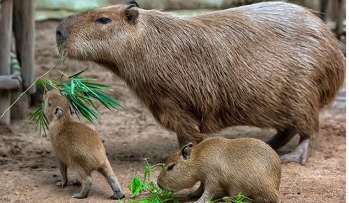 史上最大的动物排行榜(世界上最大的动物 前十名)插图13 史上最大的动物排行榜(世界上最大的动物 前十名)插图13