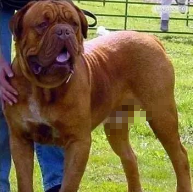 中大型犬排行榜(中型犬品种大全 排名)插图8