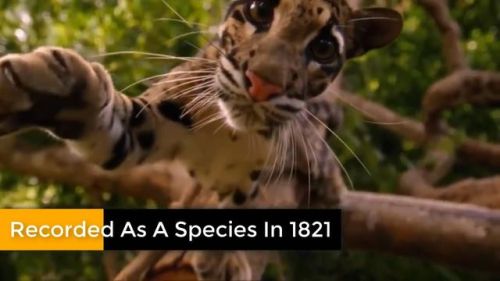 最强的猫科动物排行榜(所有猫科动物实力排名)插图9