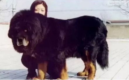 中大型犬排行榜(中型犬品种大全 排名)插图3