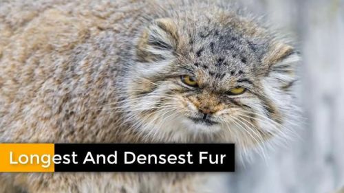 最强的猫科动物排行榜(所有猫科动物实力排名)插图17