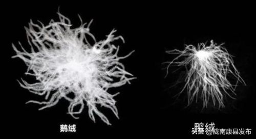 羽绒服奢侈品牌排行榜(世界十大奢侈品羽绒服)插图2 羽绒服奢侈品牌排行榜(世界十大奢侈品羽绒服)插图2