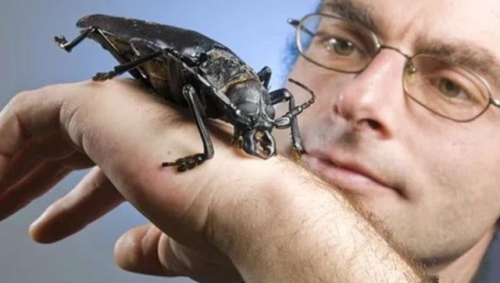 史上最大的动物排行榜(世界上最大的动物 前十名)插图19 史上最大的动物排行榜(世界上最大的动物 前十名)插图19