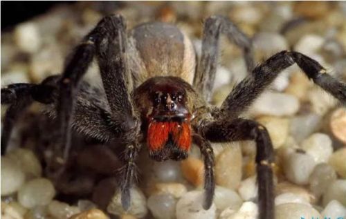 十大最毒动物排行榜(毒性最强的第一名是谁)插图4