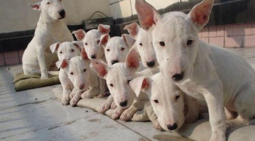 十大忠诚犬排行榜(凶猛又忠诚的大型犬)插图16