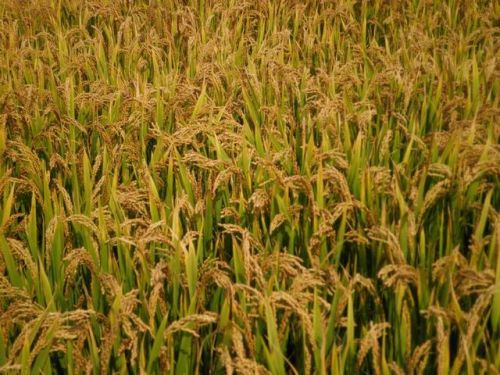 十大化肥品牌排行榜(中国尿素十大排名)插图1 十大化肥品牌排行榜(中国尿素十大排名)插图1