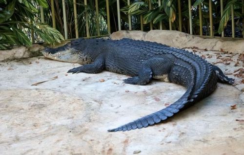 史上最大的动物排行榜(世界上最大的动物 前十名)插图6 史上最大的动物排行榜(世界上最大的动物 前十名)插图6