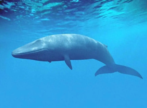 史上最大的动物排行榜(世界上最大的动物 前十名)插图 史上最大的动物排行榜(世界上最大的动物 前十名)插图