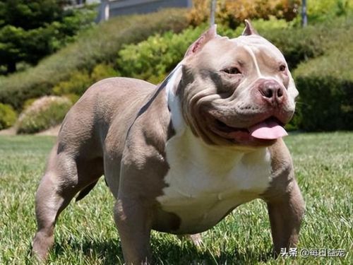 世界十大禁犬排行榜(中国十大禁养犬分别是)