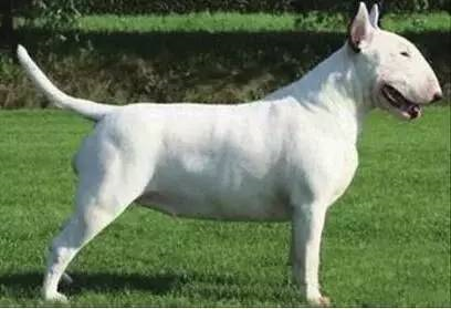 中大型犬排行榜(中型犬品种大全 排名)插图13